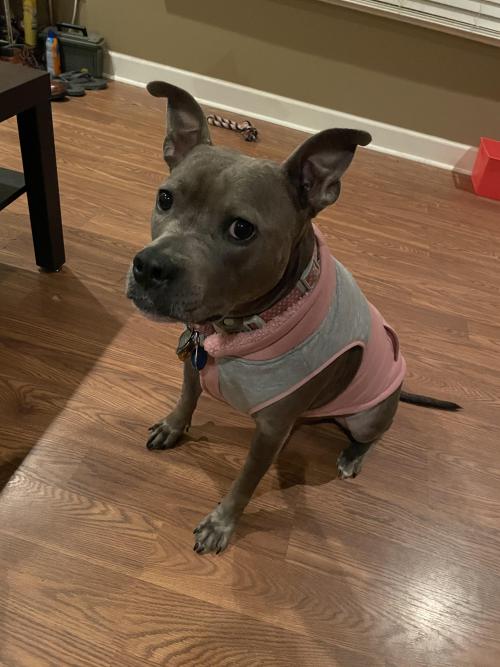 uwupuppersuwu: Was told you all might enjoy this pic of this little lady’s new vest.