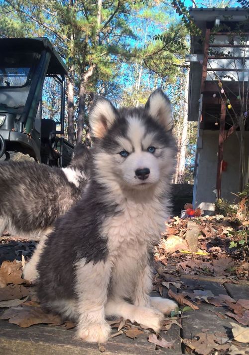 babyanimalgifs:  more baby animals here