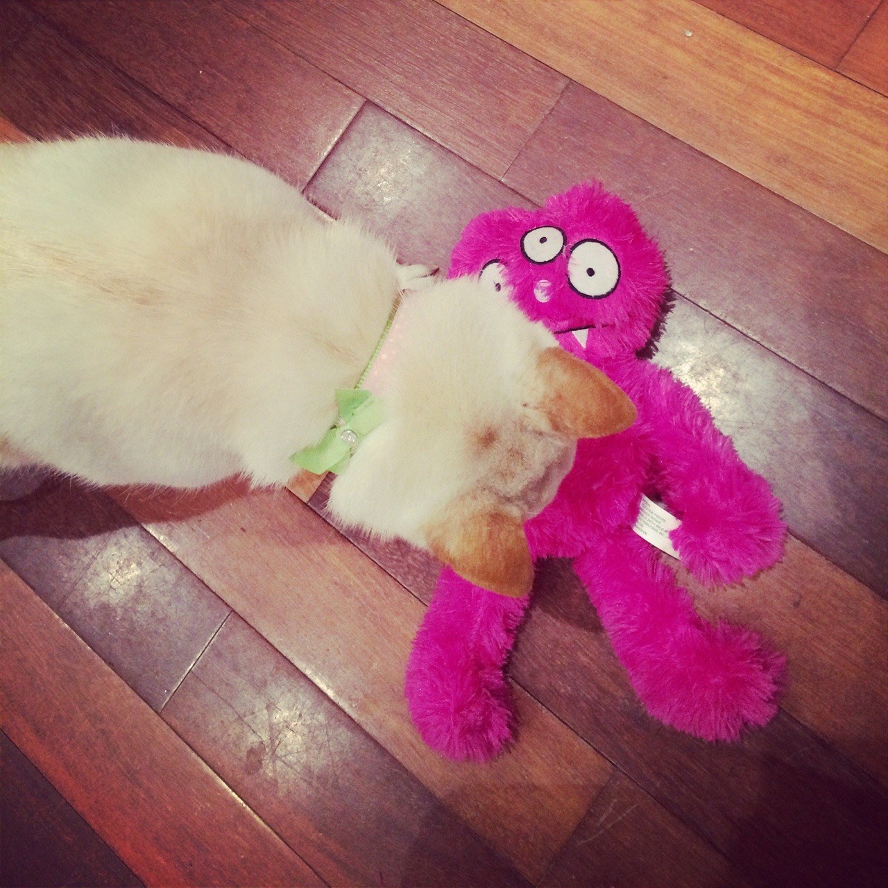 alicekitty:  Luna and I had fun shopping 💕