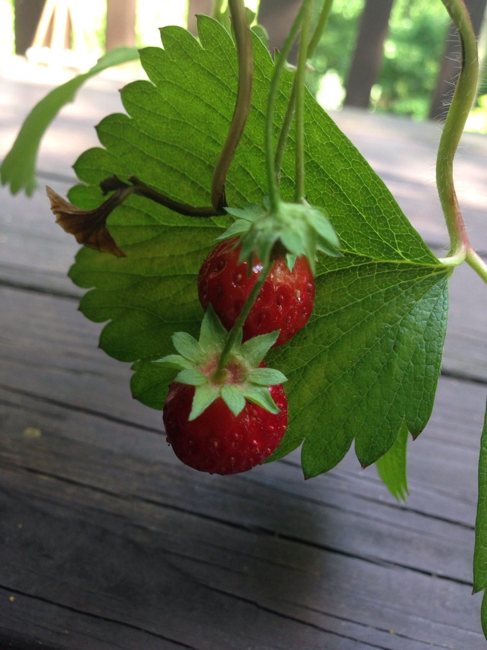 neeglect:  so warm out, and my strawberries are ripe🌱 