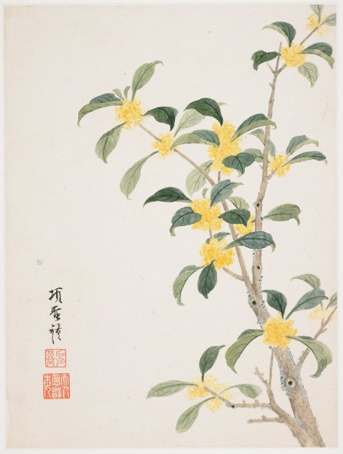 heaveninawildflower: Blossoms from ‘Album of Ten Leaves’ (1656) by Xiang Shengmo (Chinese, 1597-1658