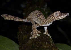 rhamphotheca:  The leaf-tail gecko (Uroplatus fimbriatus) is the toothiest of all land animals! This Madagascan native uses its incredible 317 teeth to capture frogs and other small, slippery prey. photo by Stephen W. @ Project Noah (via: Project Noah)