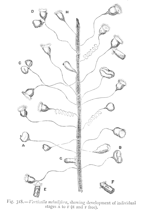 nemfrog: Vorticella nebulifera. The playtime naturalist. 1889.Internet Archive