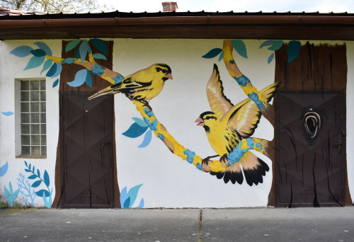 European siskin / Čížek lesní