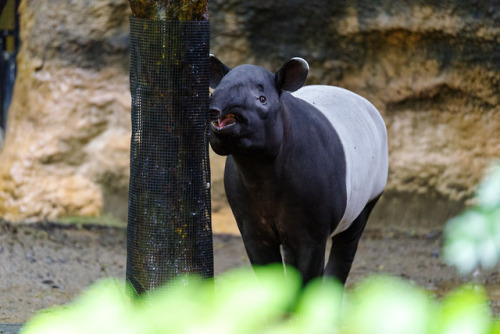 nemoi.tumblr.com