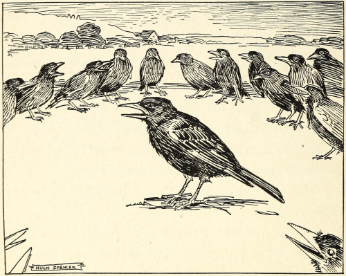 nemfrog:Crows surround a crow wrongdoer. Elementary Science Readers: First Book. 1927.Internet Archi