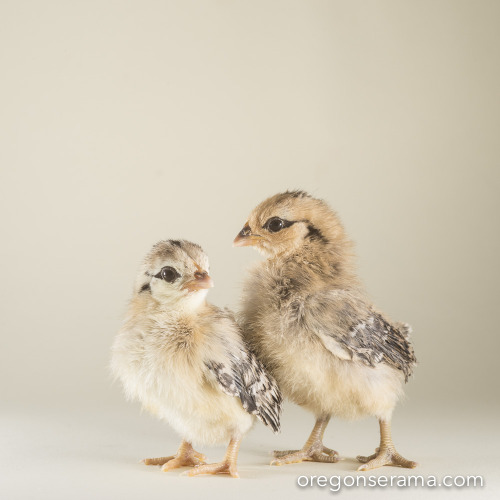 Pia & Cricket, pullet chicks from the Winter 2015 hatch. These girls are all grown up now. Pia i