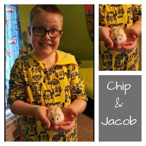 thepipsqueakery: We are launching a new fundraiser in memory of a hamster named Chip at gofundme.com