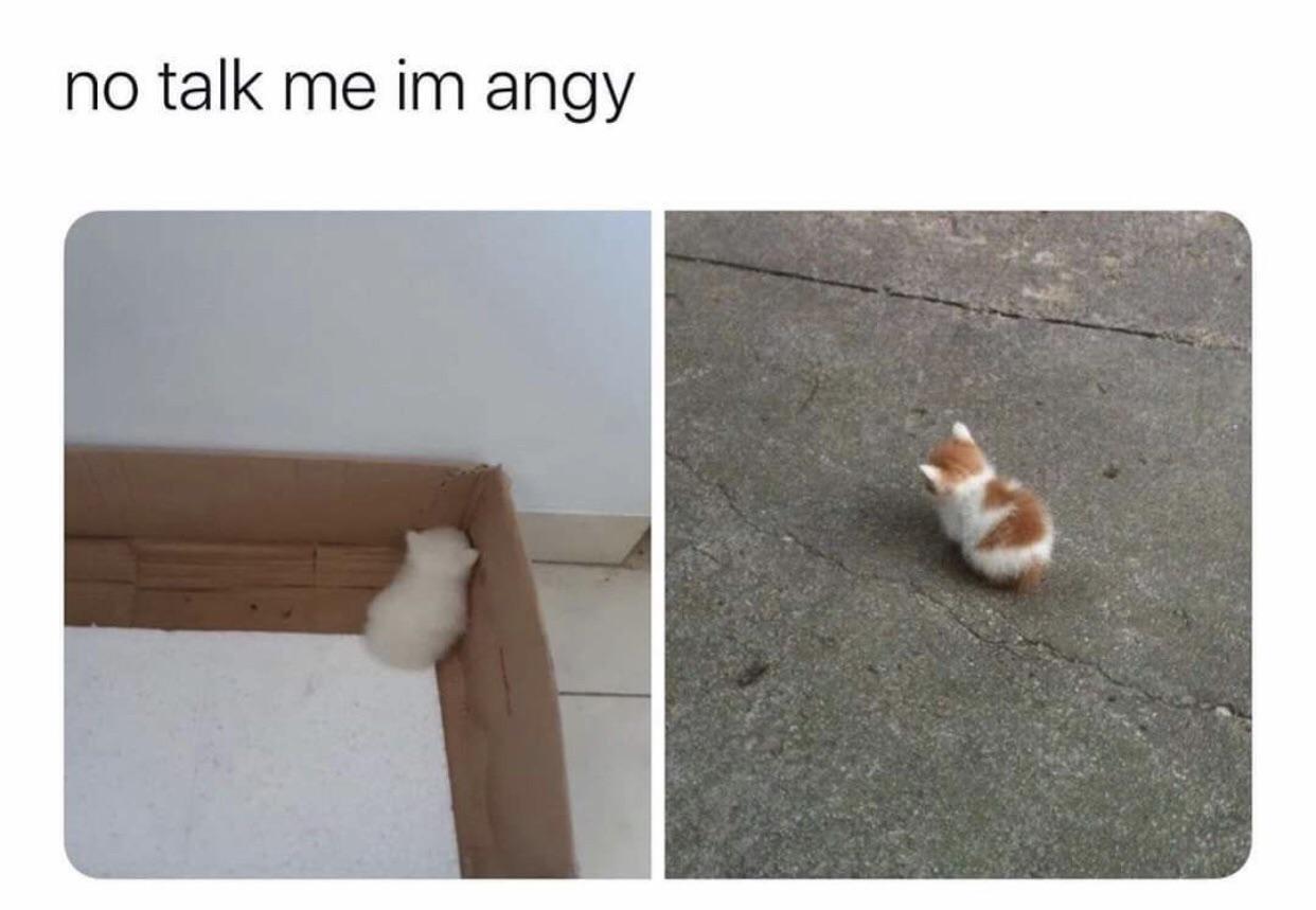 Обиженный котик