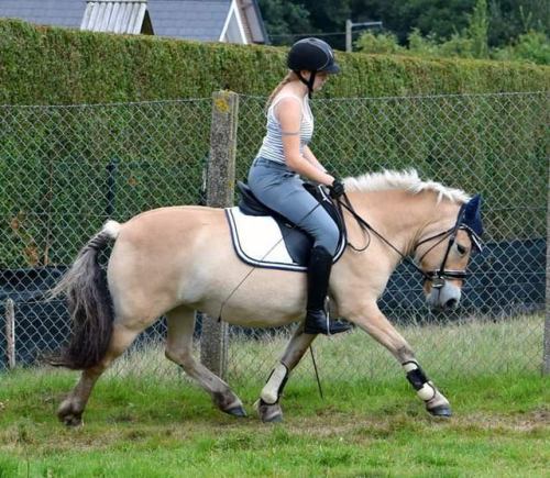 ❤ #horse #fjord #fjordhorse #dressage #classicaldressage #horsemanship #equestrianlife