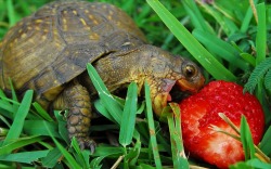 catosaurr:  oreodevourer:  catosaurr:  oreodevourer:  If you don’t like turtles. I don’t like you.  That’s a tortoise..  catosaurr  “From a biological perspective, a tortoise is a kind of a turtle, but not all turtles are tortoises.”  Turtles