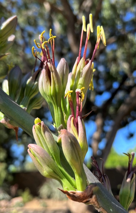  ×Mangave  ‘Mayan Queen’Agaves, often called Century Plants, are well known in horticulture, but the