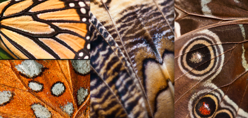 for-science-sake:A multitude of butterflies and their beautiful wings under the microscope. [Source]