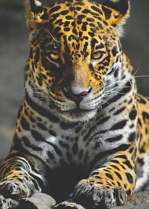 jungle-serenity:  O on We Heart Itweheartit.com/entry/130573366/via/alexandra_popa_54922