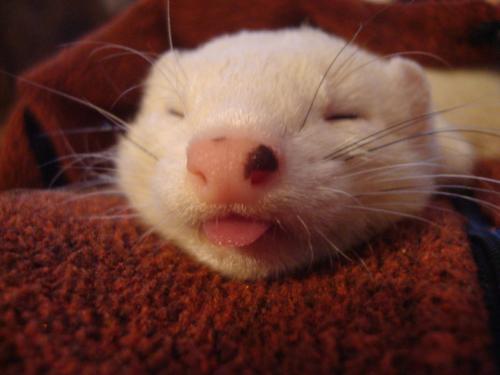 cannonball-the-ferret:mrpaws:Happy Ferret Tongues.Bumblebee bleeps