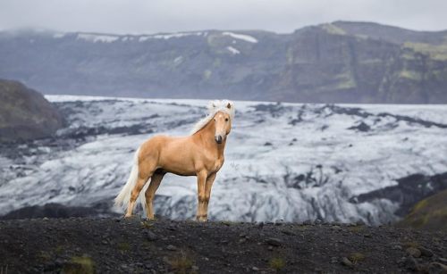 icelandichorsepower:Picture taken by Liga Liepina