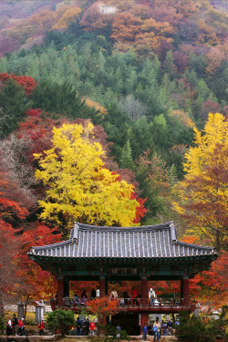 lovesouthkorea: the Autumn of the temple