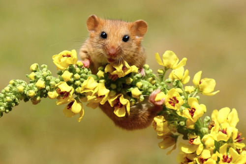 kangamommy:  nubbsgalore:  the wwf’s living planet report 2014, which discovered that we’ve lost half of all the world’s wildlife in the past fourty years, showed more specifically that the population of common dormice dropped by 43 percent between