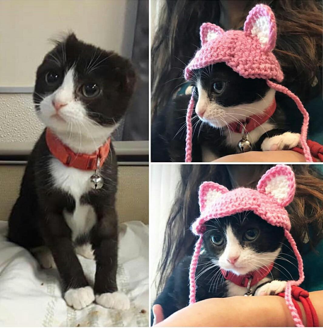 world-of-cats:    “ Kitty at our local shelter’s ears were cut off before she