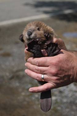 awwww-cute:  Baby Beaver
