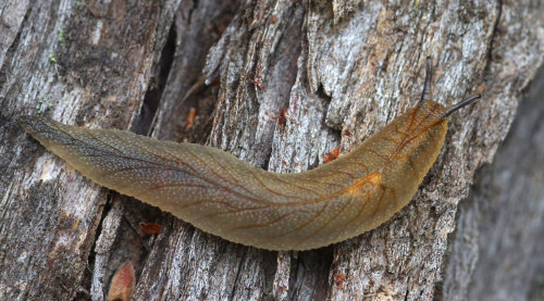 One of the denizens of yesterday’s kanuka trees - a leaf-veined slug. Read more about them on my blo