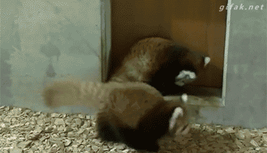 hungariansoul:  ♥♥  If we were red tailed pandas ……  Or whatever these little creatures are 🐼
