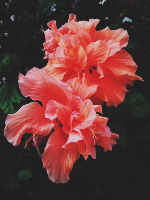 jvckdvnny:  Daniel Cruz 2014 