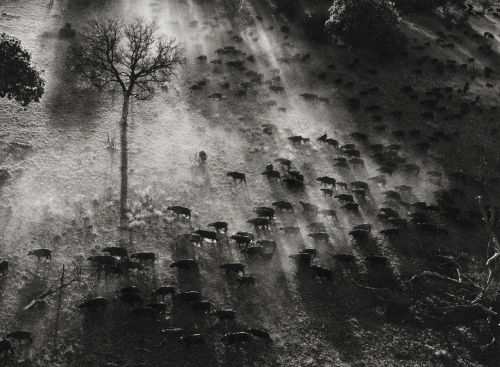 Sebastião Salgado（Brazilian, b.1944）
Okavange Delta, Botswana, Africa 2007
Gelatin silver print