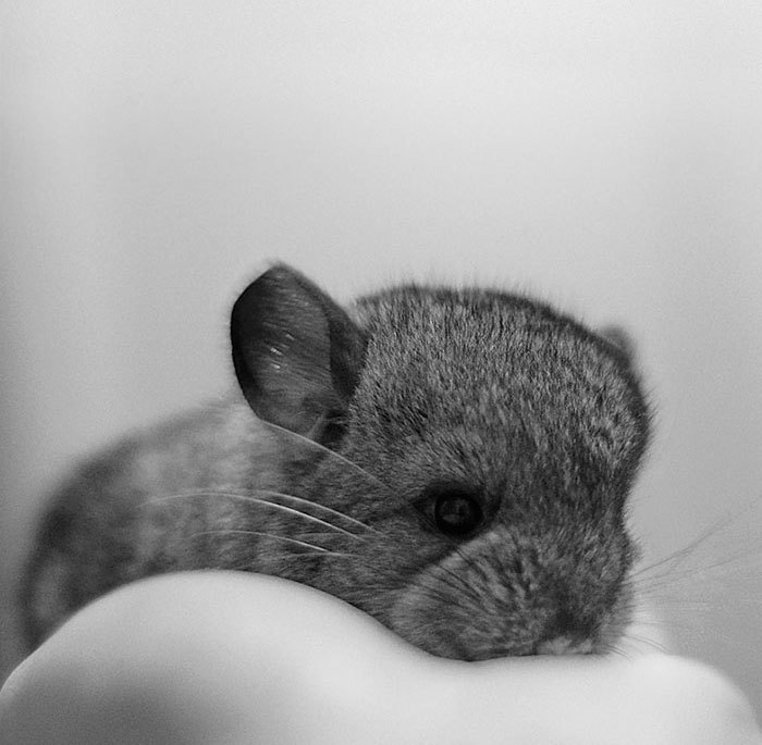 awesome-picz:  Baby Chinchillas That Will Melt Your Heart.