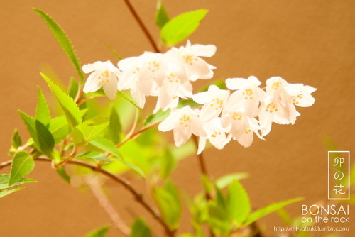 「卯の花」空木（ウツギ）の盆栽“UNOHANA”UTSUGI, Deutzia bonsai2018.5.3 撮影bonsai on the rock| Creema | BASE | Zazzle.