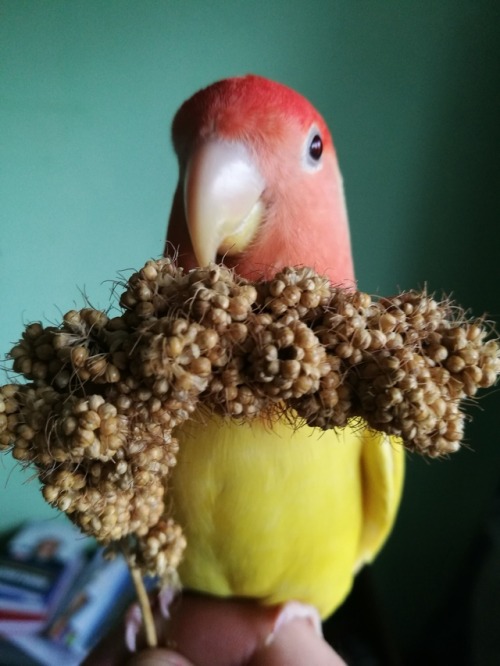 Lots and Lots of Birds