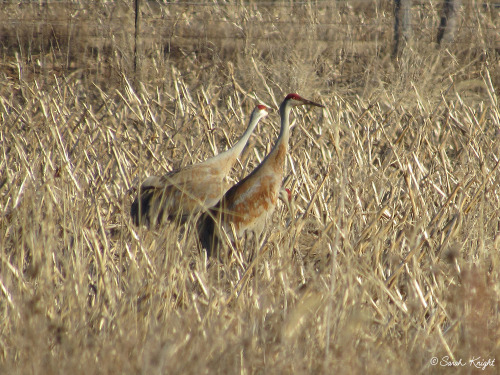 The Sandhill crane family was here earlier today.