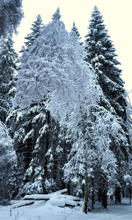 theencompassingworld:  radivs:  The Tilted Tree by Lineageman   The World Around Us