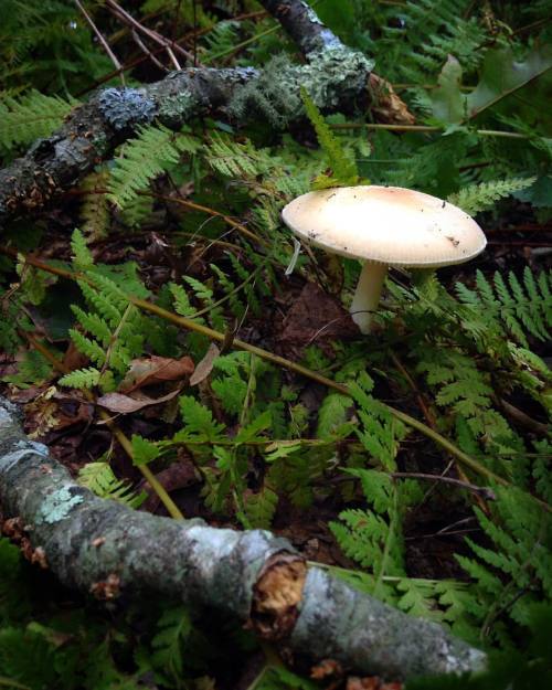 magickandmoss:The forest floor in autumn is my favourite