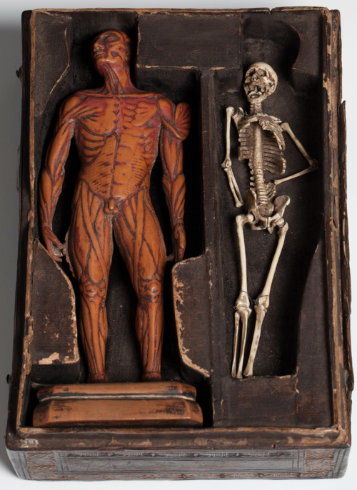 Skeleton and écorché figure, Rel.e.59.1. Unknown, early sixteenth century?.