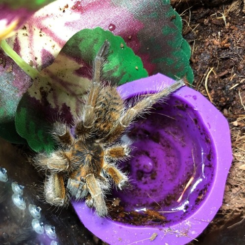 Harpactira cafreriana, female, drinking from her water dish.