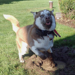 tastefullyoffensive:  “Digging a hole …