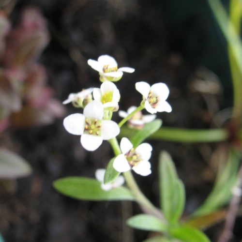 A #macro Take Of One Of The #weeds I Re-planted Into My Fresh-made #flowerboxes 1.5.15 #latergram (en