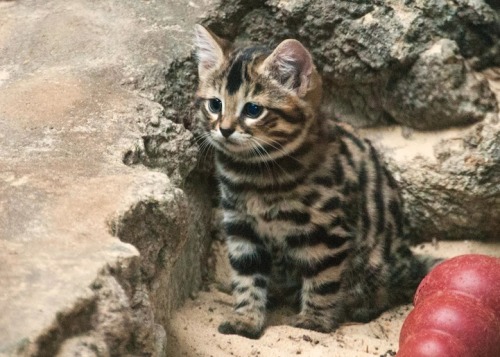 youngnoblewoman:mymodernmet:On April 8, 2014, Philadelphia Zoo welcomed three new little ones to the