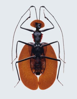  Laurent Seroussi, photograph from the Insectes