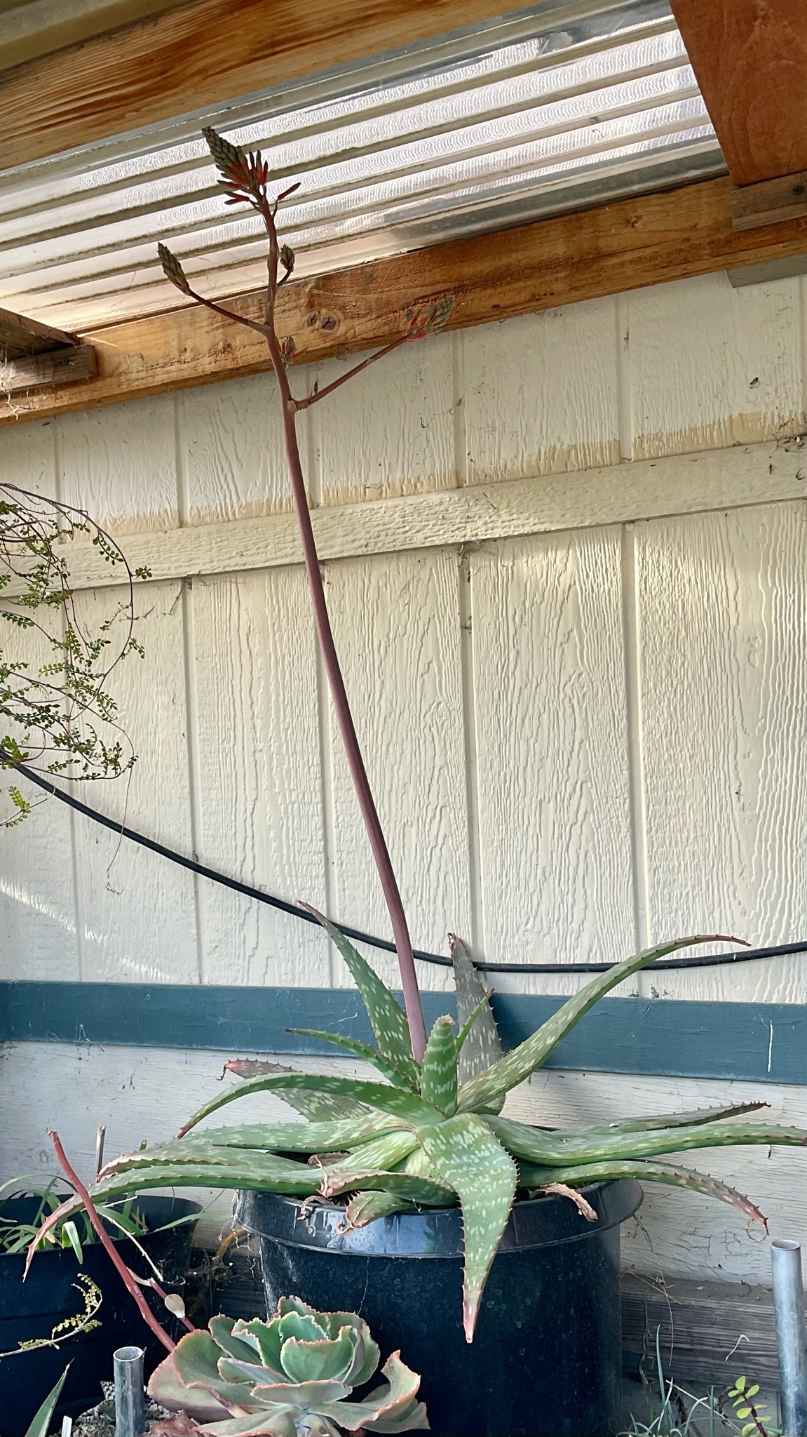 A broad aloe with variagated green leaves in a black pot. A branching spike, topped with red and green flowers and buds, grows up several feet from the center of it.