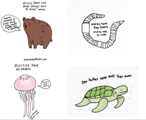 sad animal facts :’)