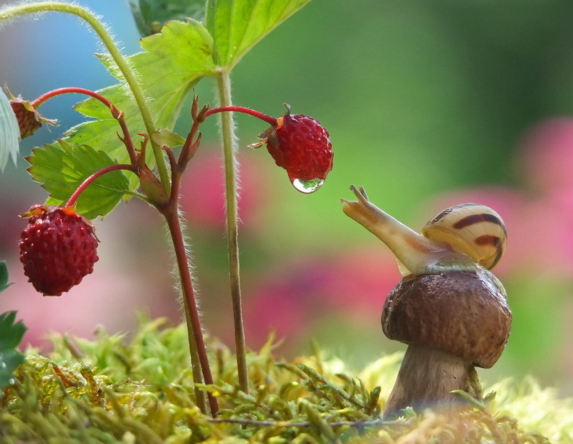 cosmicwolfmama:  magicalnaturetour:  Thirst by strelec   🌛