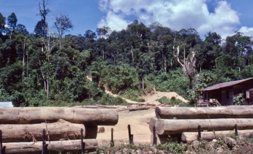 Logging, near Tenom, Sabah (Borneo), Malaysia, 1978.Like the Amazonian rainforest of Brasil, the tro