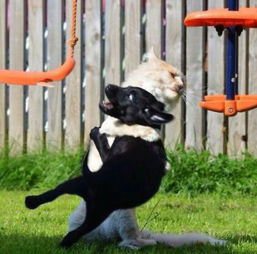 cute-overload:  Get down little bitch !http://cute-overload.tumblr.com