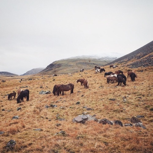 fox-and-sparrow:Met some lovely new friends today on a hike