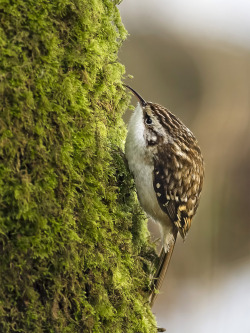 fat-birds:  fenisoffended:  gamedesignpig look at this fat birb  what a cute brown creeper! (also known as the american tree creeper) 