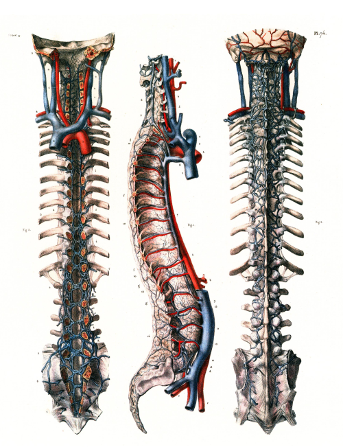 brettkingery:Selections from the “Atlas of Human Anatomy and Surgery” by Jean-Marie Le Minor and Hen