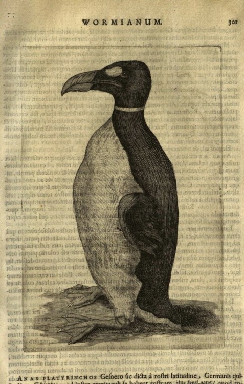 A great auk in an illustration from the Museum Wormianum, written by Danish naturalist Ole Worm in 1