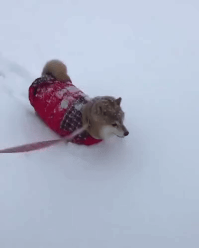 doggosource:walkin